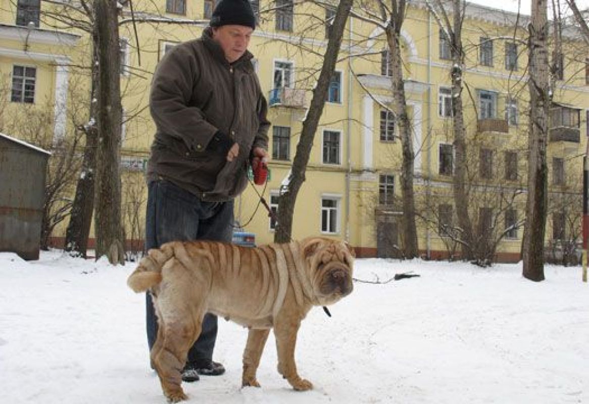 В Воронеже мужчину избили за то, что выгуливал собаку без намордника