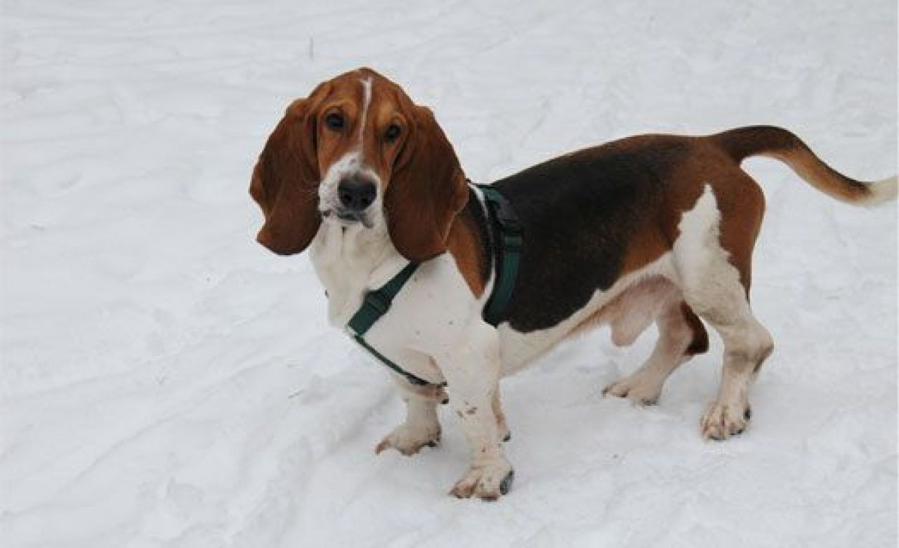 Воронежские собаководы не могут добиться от мэрии площадки для выгула собак