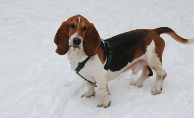 Воронежские собаководы не могут добиться от мэрии площадки для выгула собак