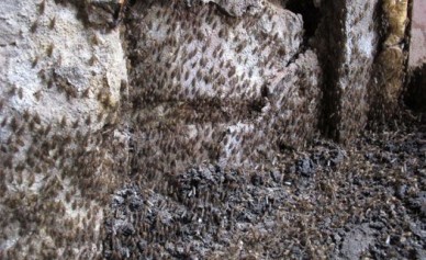 Жильцов воронежской многоэтажки в морозы атаковали полчища комаров (ФОТО, ВИДЕО)