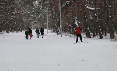 В парке Оптимистов дворняга второй месяц сторожит тело умершего пса