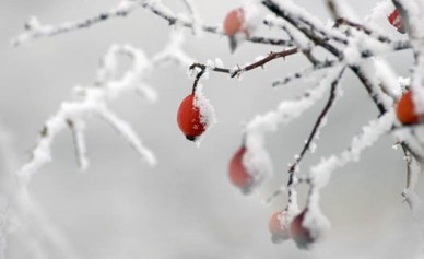 Воронежцев ожидает неделя без снега и сильных морозов