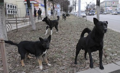 Воронежская прокуратура потребовала прекратить убийства бездомных собак