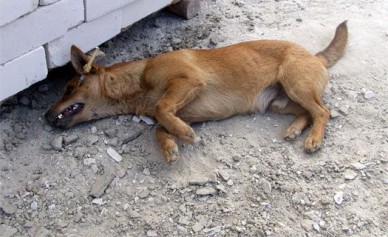 В Воронеже на остановке нашли задушенную собаку