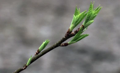 Синоптики: «Весна в Воронеже наступит не раньше апреля»
