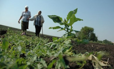 Минсельхоз назвал Воронежскую область неблагоприятной для сельского хозяйства