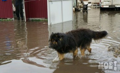 В Семилукском районе во время паводка утонули полсотни овец