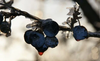 Синоптики: на этой неделе в Воронеже ожидаются ночные заморозки