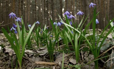 К середине недели в Воронеже потеплеет до +20