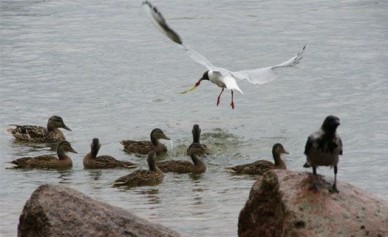 Воронежцы на выставке погрузятся в мир птиц