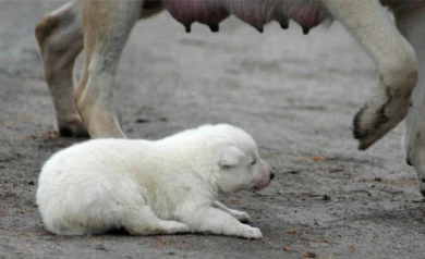 В Воронеже будут строить приюты для бездомных животных
