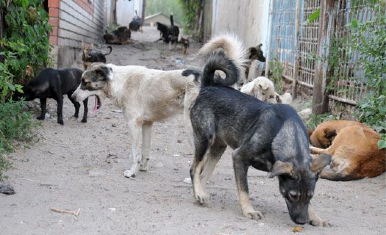 Муниципалитеты должны решить проблему бродячих собак