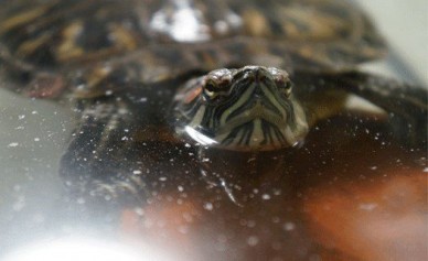 На жительницу Воронежа с неба упала черепаха