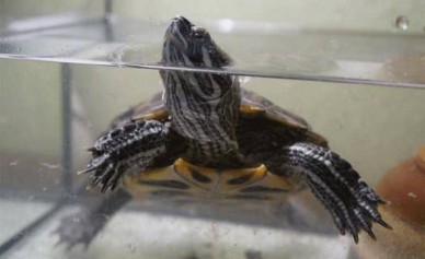 Для воронежской черепахи- «десантника» нашлись и хозяин, и аквариум