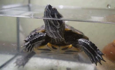 Для воронежской черепахи- «десантника» нашлись и хозяин, и аквариум