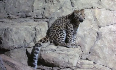 В воронежском океанариуме появились новички: Тина и Тимур Шайтанович