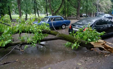 На улице Лидии Рябцевой дерево упало на машину, в которой был ребёнок