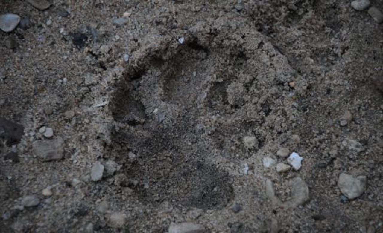 Воронежская пенсионерка за укус собаки отсудила 40 тысяч рублей