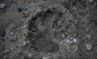 Воронежская пенсионерка за укус собаки отсудила 40 тысяч рублей