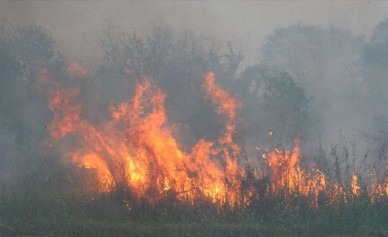 В Донском лесничестве сгорел гектар сухой травы