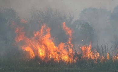 В Донском лесничестве сгорел гектар сухой травы
