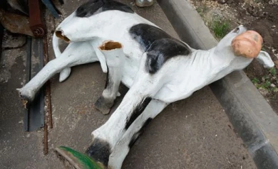 Декоративным коровам в сквере у политеха обрубили рога и ноги, а в фонтан насыпали порошок