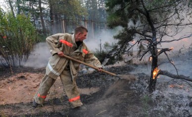 За три года в Воронежской области расчистили только половину сгоревшего леса