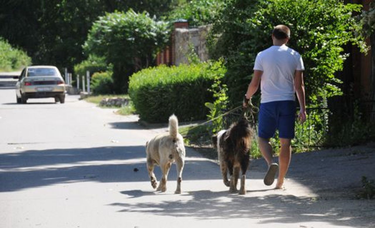 Девушка, на которую спустили алабаев, написала заявление в полицию