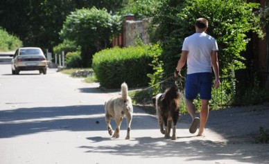 Девушка, на которую спустили алабаев, написала заявление в полицию