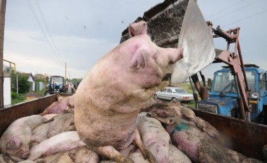 В Воронежской области очаг африканской чумы свиней выявили в свинокомплексе на 3...
