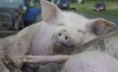 Жители воронежских сёл: по полям бегают несгоревшие свиньи