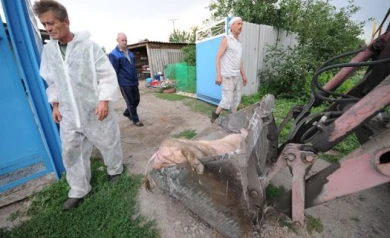 Управление ветеринарии: «Чтобы поставить заслон АЧС, нужно убрать подсобные хозяйства»