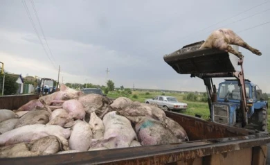 Слухи о суицидах в воронежских деревнях не подтверждаются