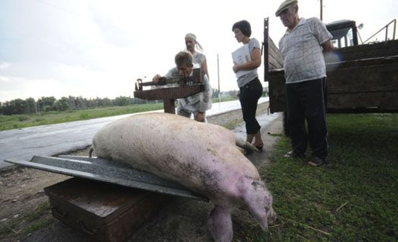 взвешивание свиньи, которая подлежит уничтожению
