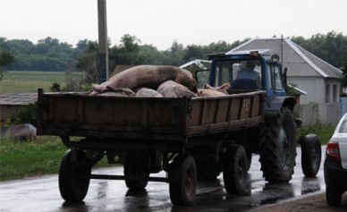 На юге Воронежской области из-за африканской чумы уничтожено более 20 тысяч свин...