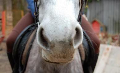 В Воронеже сбежавшую из парка «Динамо» лошадь «задержали» на автовокзале