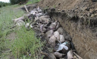 Только суд заставил жителей воронежского села отдать своих свиней на уничтожение