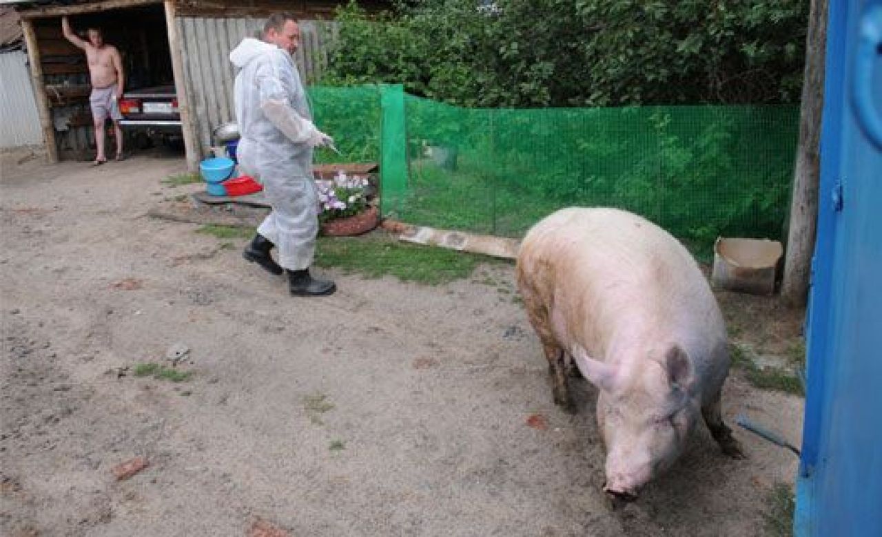 Из-за африканской чумы могут запретить держать свиней в личных хозяйствах
