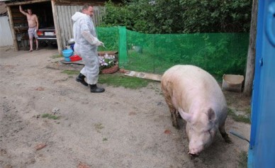 Из-за африканской чумы могут запретить держать свиней в личных хозяйствах