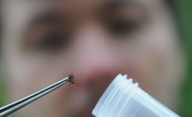 Воронежцы стали в два раза реже обращаться в больницу с укусами клещей