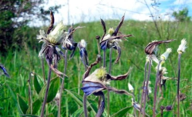 В Воронежской области появится «Чёрная книга флоры»