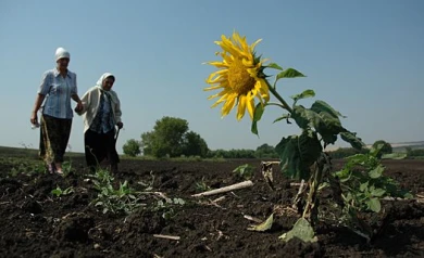 Более 400 работников завода «Маслопродукт» в Верхней Хаве стали безработными