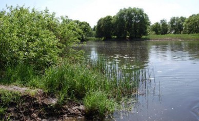 Под Воронежем найдены тело повешенного мужчины и труп ребёнка в реке