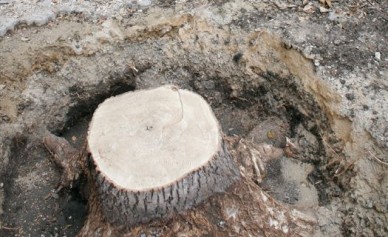 На Кольцовской улице вырубят 80 старых деревьев