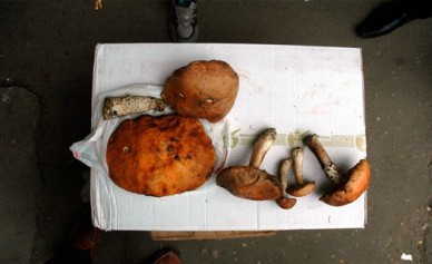 В Воронежской области зафиксированы два новых случая отравления грибами