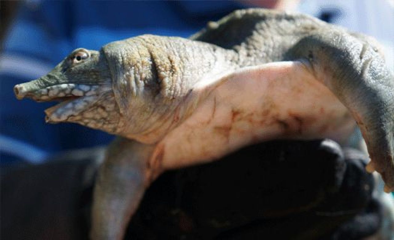 Воронежцы поймали в Советском районе черепаху, занесённую в Красную книгу
