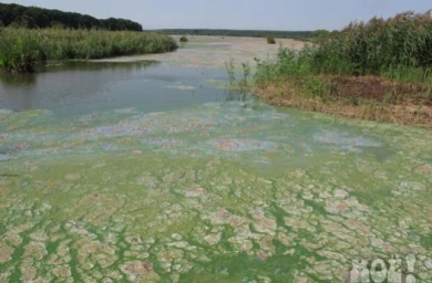 Губернатору доложили, что в водохранилище у Масловки химикаты не сбрасывали
