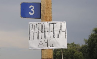 В Воронежской области сняли карантин по африканской чуме свиней