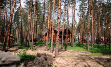 В Воронежской области посадят 432 га молодого леса