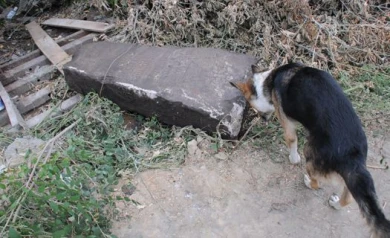 В Воронеже рабочие во время строительства дома нашли могильную плиту начала ХХ века
